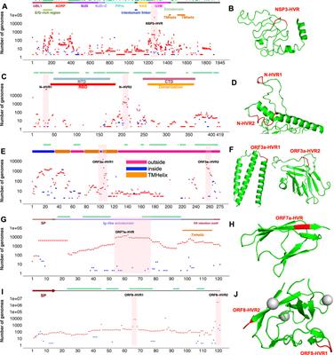 Increased Frequency of Indels in Hypervariable Regions of SARS-CoV-2 Proteins—A Possible Signature of Adaptive Selection